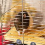 interbody cage