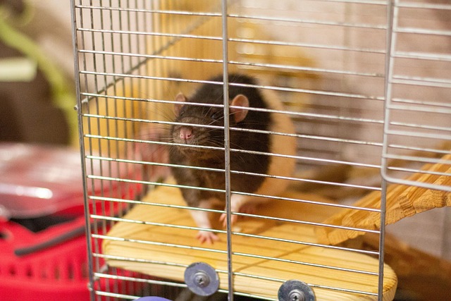 interbody cage