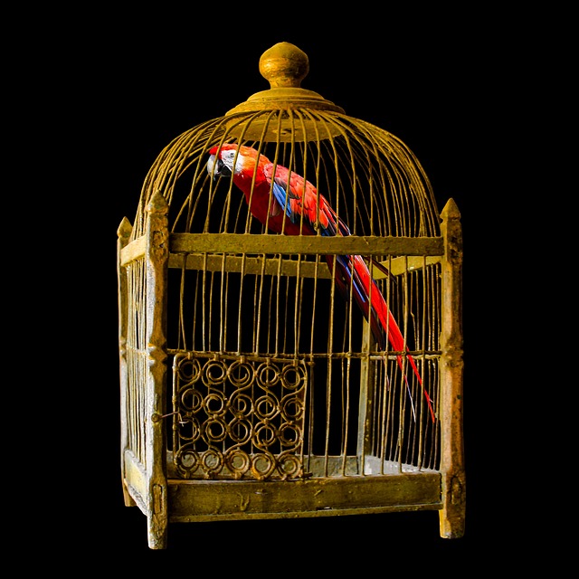 interbody cage
