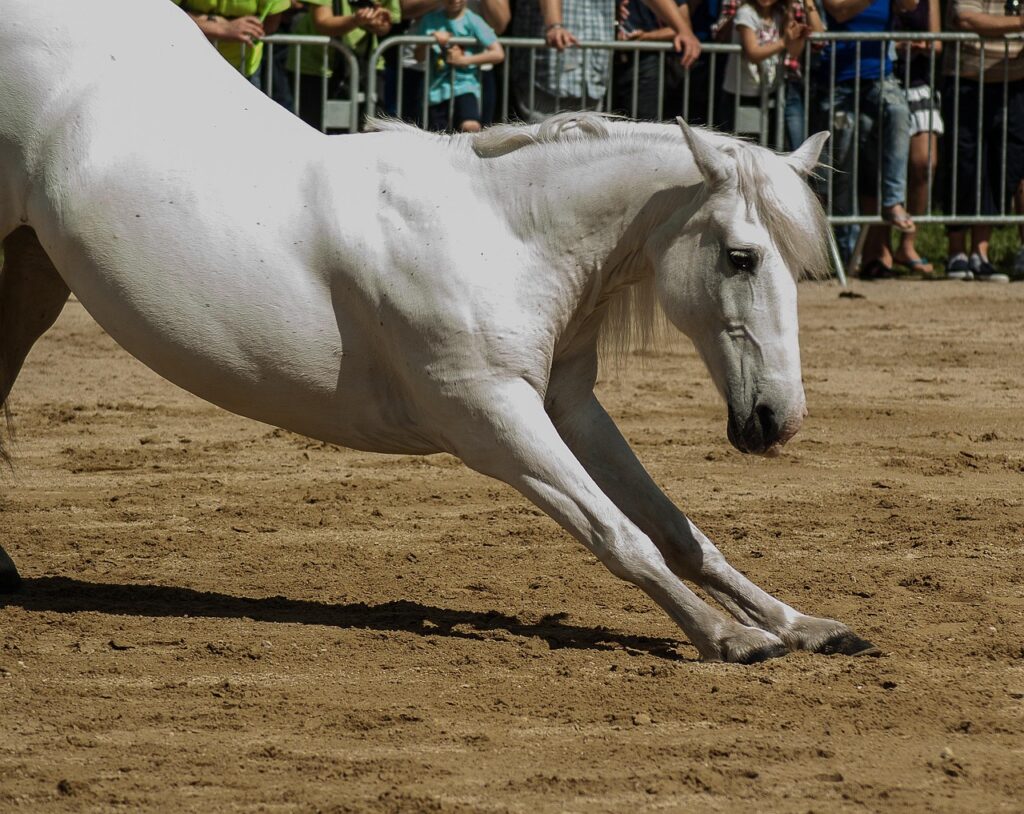 horse, horse riding, dressage, nature, standard