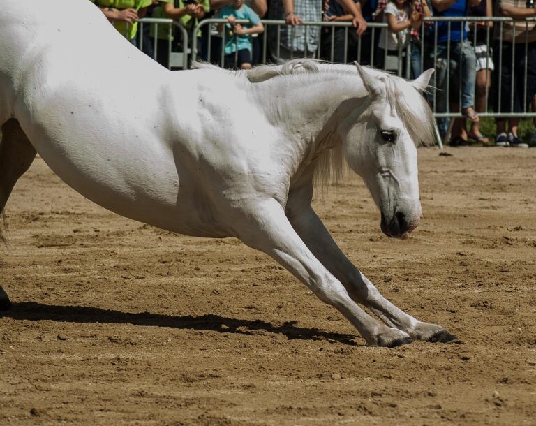 horse, horse riding, dressage, nature, standard