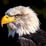adler, eagle, bird, white tailed eagle, bald eagle, raptor, nature, animal, eagle head, portrait, feathers, plumage, wilderness, wild animal, animal world, wildlife, wildlife photography, eagle, eagle, eagle, eagle, eagle