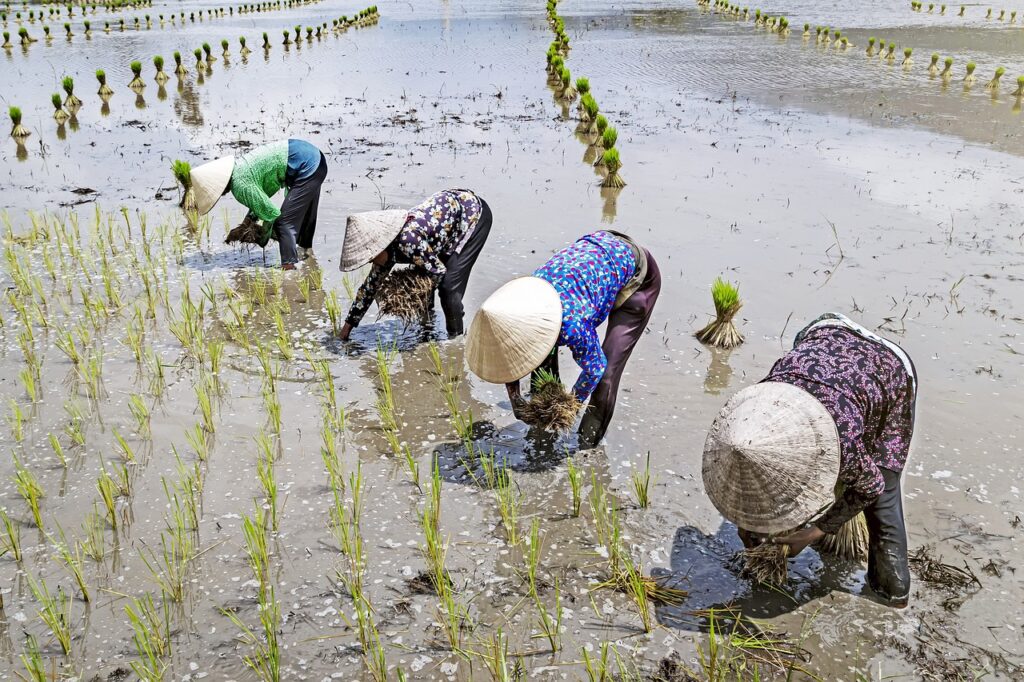 implant, paddy, field, vietnam, afternoon, drown, hard, paddy, paddy, paddy, paddy, paddy