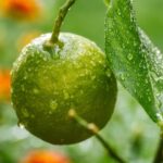 lemon, tree, fruit, drops, water, nature, dew, green, citrus fruits, leaves, nikon, d750, aperture 9, iso 900, 105mm, 125th of a second