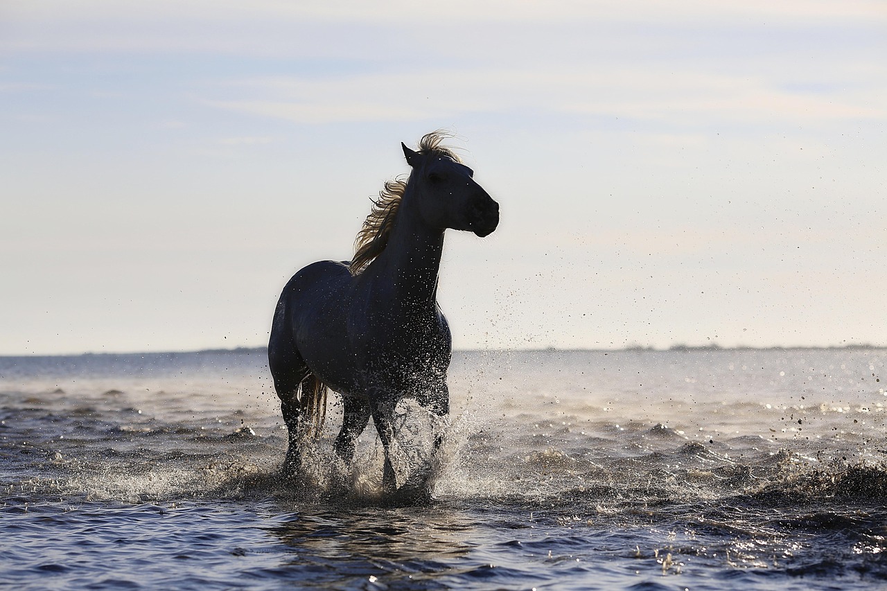 horse, gallop, horses, standard, equine, mane, trot, nature, horse riding, mare