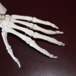 skeleton, hand, bones, anatomy, joint, skeletal, arthritis, medical, health, skeleton, skeleton, bones, joint, arthritis, arthritis, arthritis, arthritis, arthritis