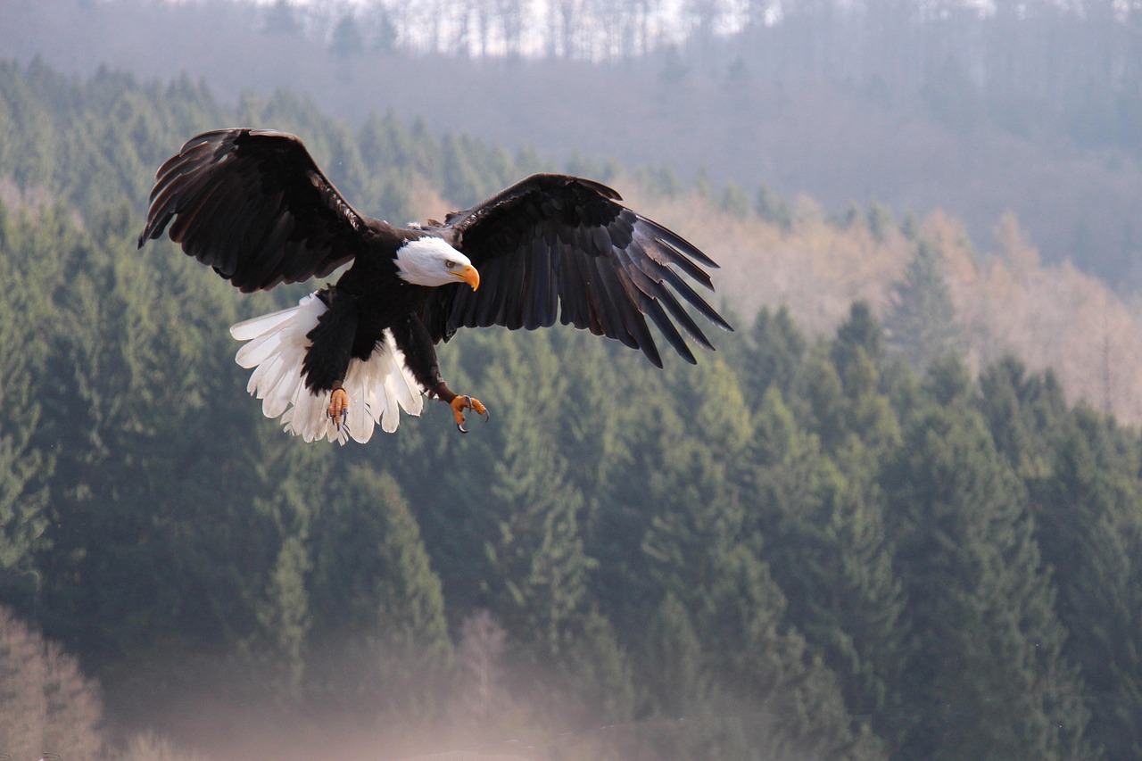 eagle, nature, impressive, bird, feather, adler, majestic, flying, wildlife, wild, eagle, eagle, eagle, eagle, adler, adler, adler, adler, adler