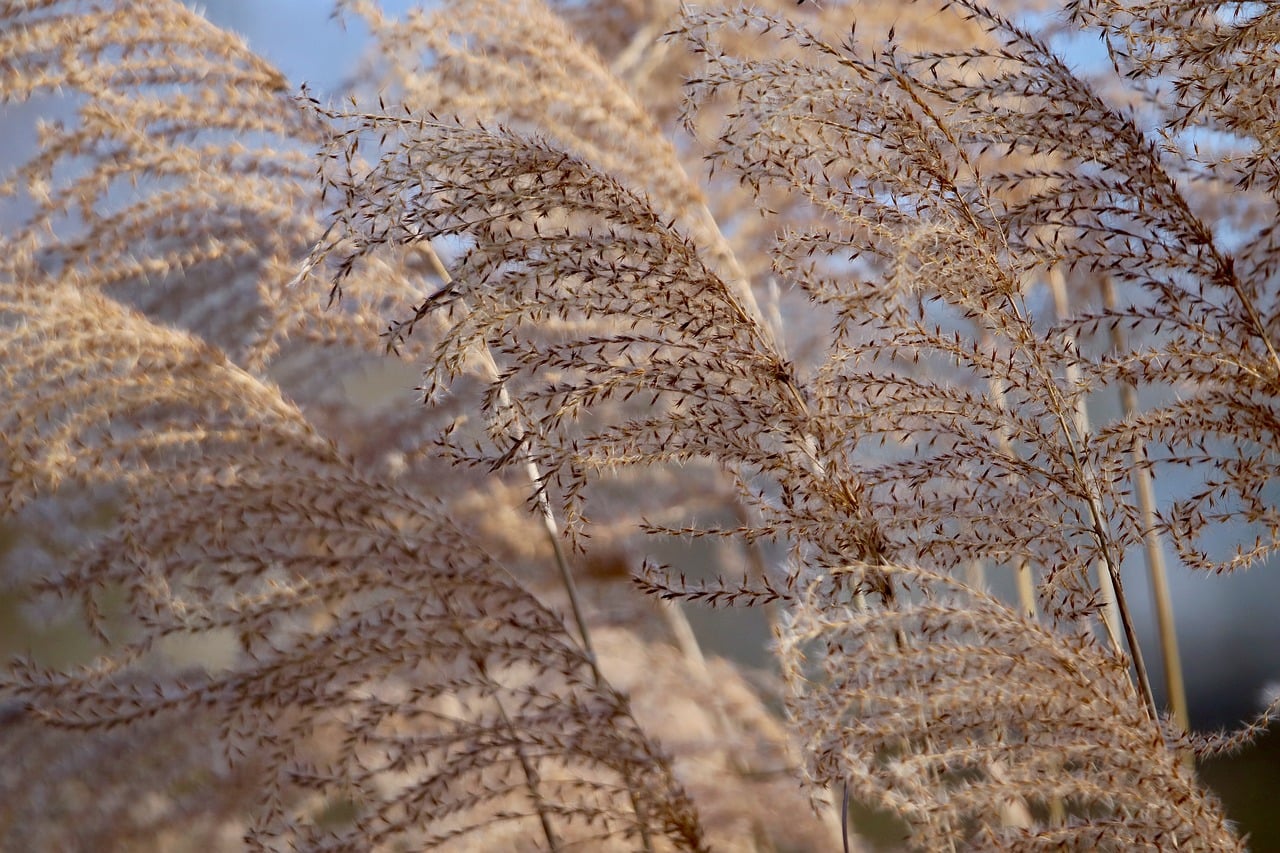 chinese reed, reed, miscanthus, elephant grass, dry, grass, inflorescences, nature, plants