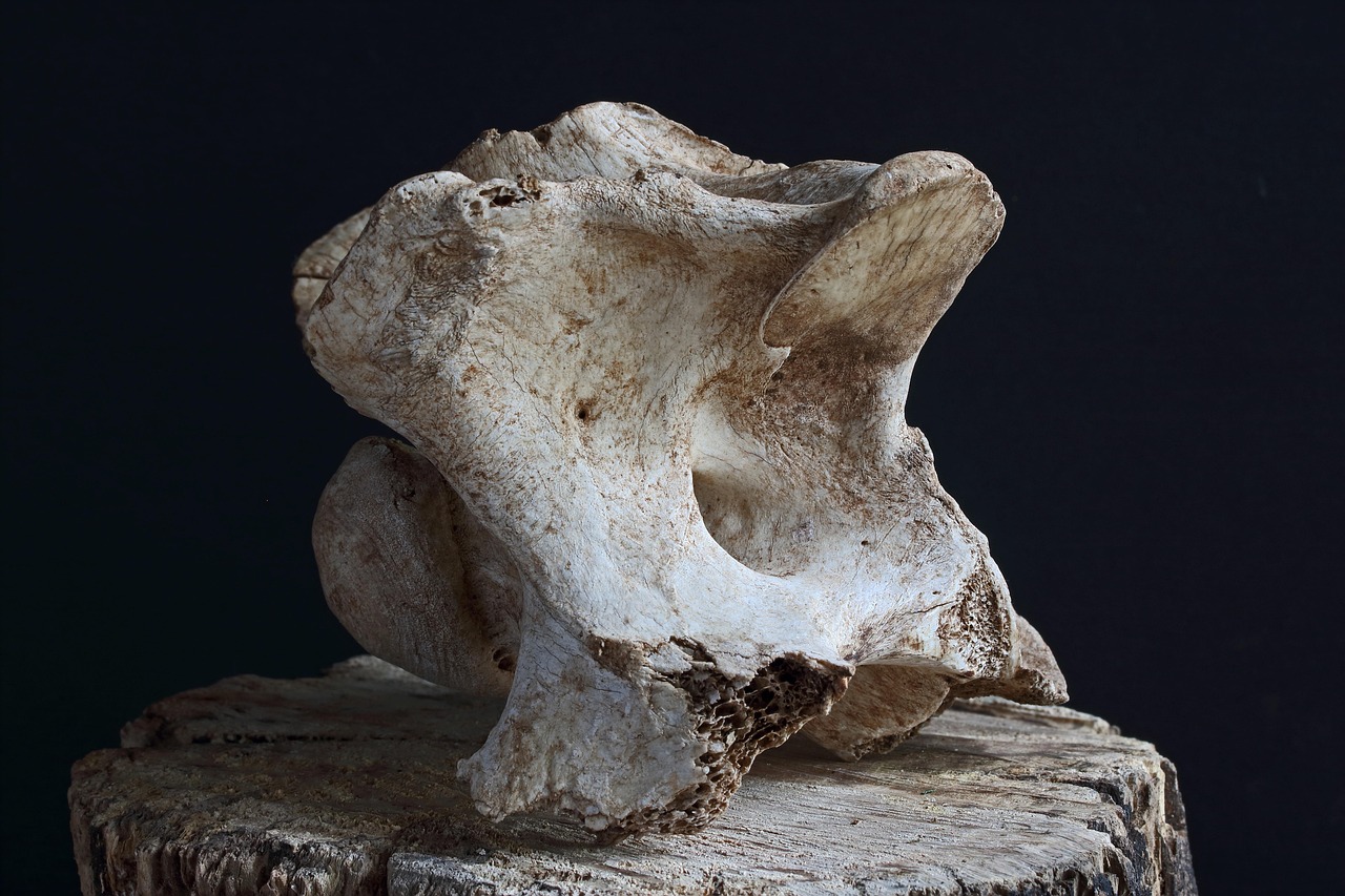 animal vertebrae, spinal bone, dry, old, bleached, facets, osteo, damage