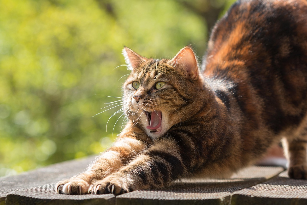 cat, tired, yawn, stretch, domestic cat, pet, sleepy, animal, nature, feline, portrait, cat portrait