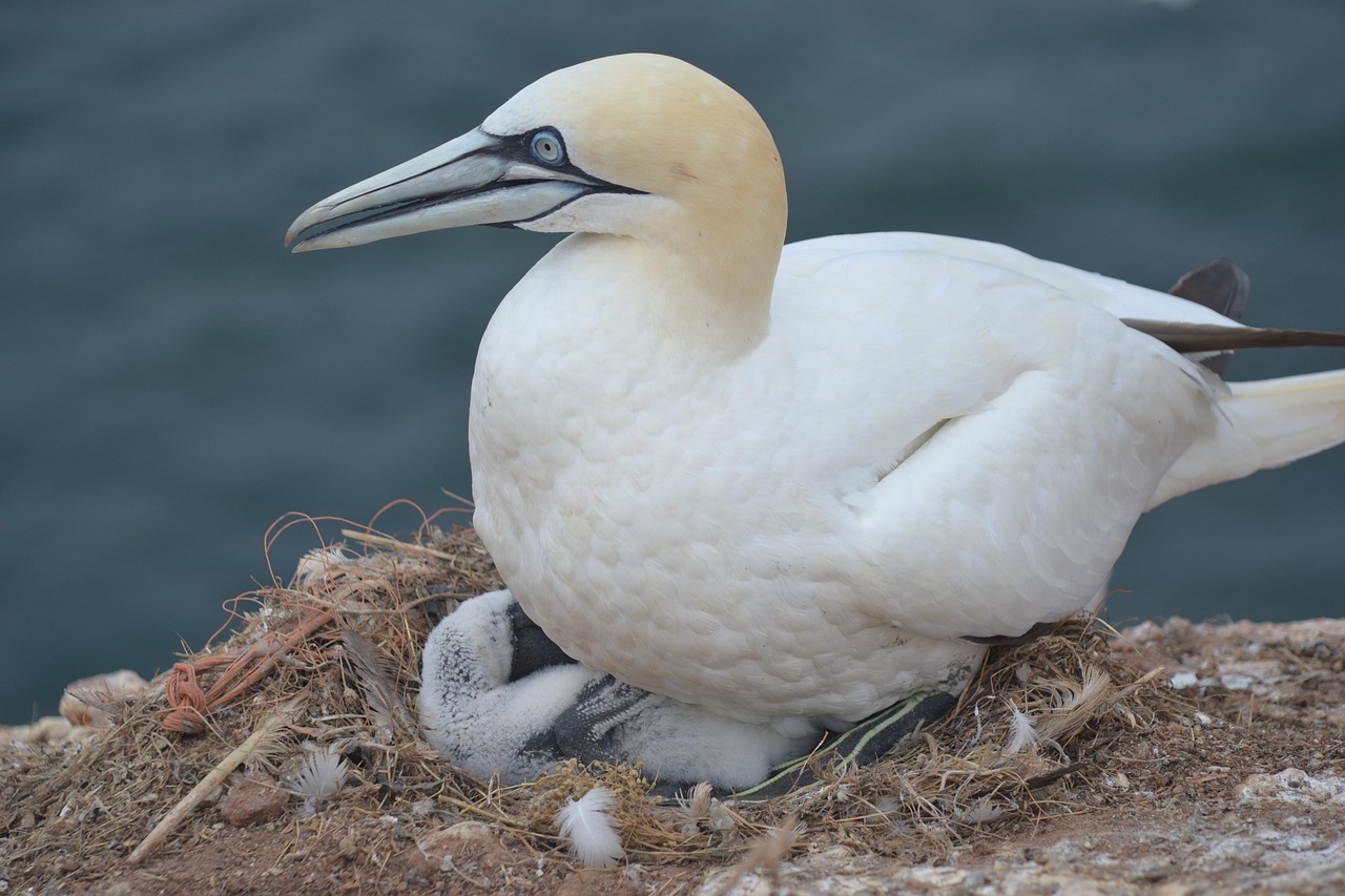 northern gannet, bird, animal, bird nest, wildlife, brood, lumbar rocks, plumage, nature, birdwatching, close up