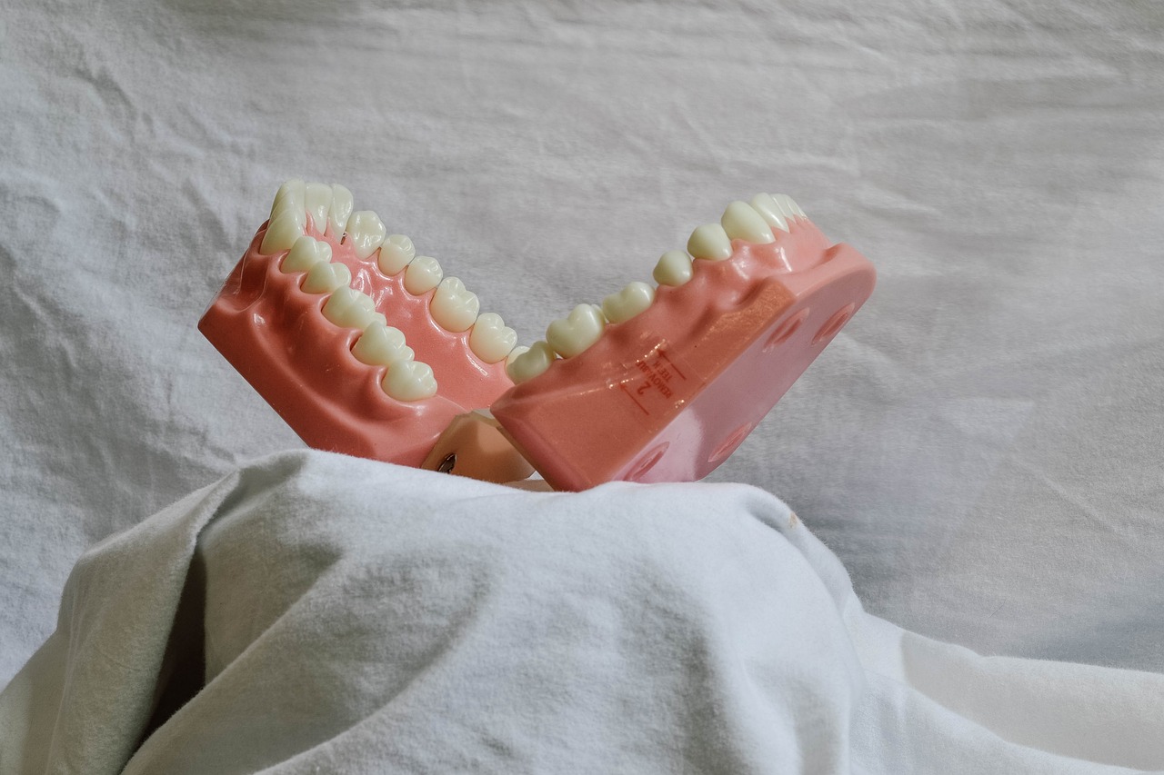 teeth, dental, dental model, mouth, model, dental training tool, dentist, bite, dentistry, molar, dental, dental, dental, dental, dental, dentist