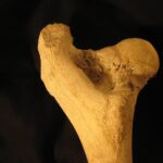 bone, femur, anatomy, skeleton, bovine, leg, biology, hip, femur, femur, femur, femur, femur