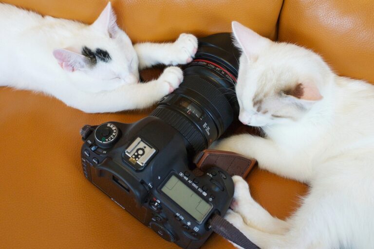 camera, canon, lens, pet, iso, aperture, shutter, photography, photo, photographer, cat, animal, kitten, cute