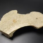 the detail of the bones, the structure of the bones, spongy bone, trámčina, close up, structure, bone, human bone, tibia, spongy bone, spongy bone, spongy bone, spongy bone, spongy bone, tibia, tibia, tibia, tibia