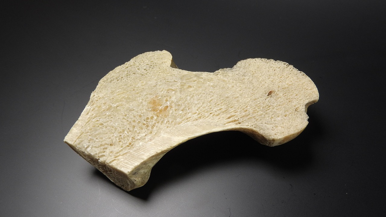 the detail of the bones, the structure of the bones, spongy bone, trámčina, close up, structure, bone, human bone, tibia, spongy bone, spongy bone, spongy bone, spongy bone, spongy bone, tibia, tibia, tibia, tibia