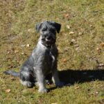 dog, nature, puppy, schnauzer, standard schnauzer, canine, pet, domestic, animal