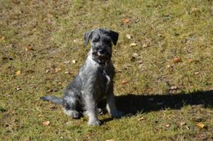 dog, nature, puppy, schnauzer, standard schnauzer, canine, pet, domestic, animal
