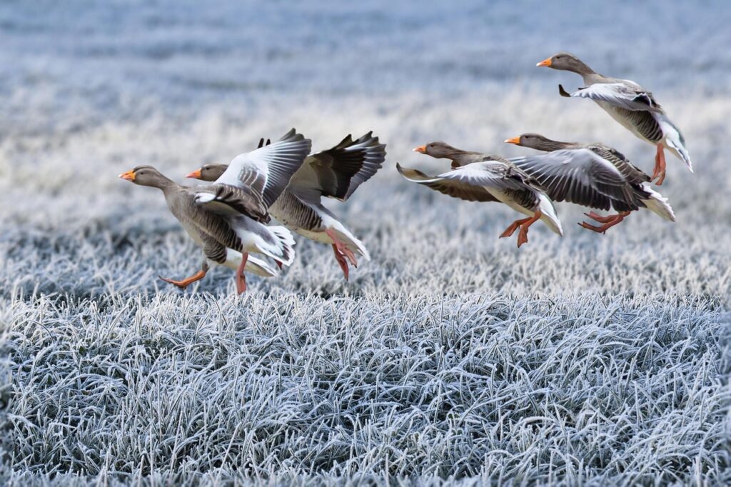gray geese, approach, winter, meadow, frost, nature, snow, birds, migratory birds