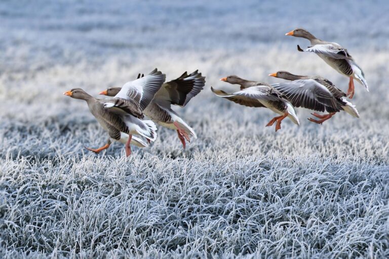 gray geese, approach, winter, meadow, frost, nature, snow, birds, migratory birds