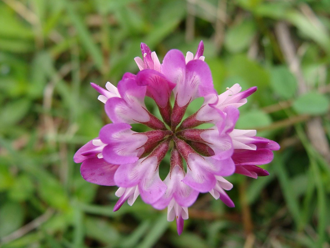 vetch, grass, flowers and plants, safflower grass, leguminous, alice shake, nature, grass sub, nitrogen fixation, fertilizer