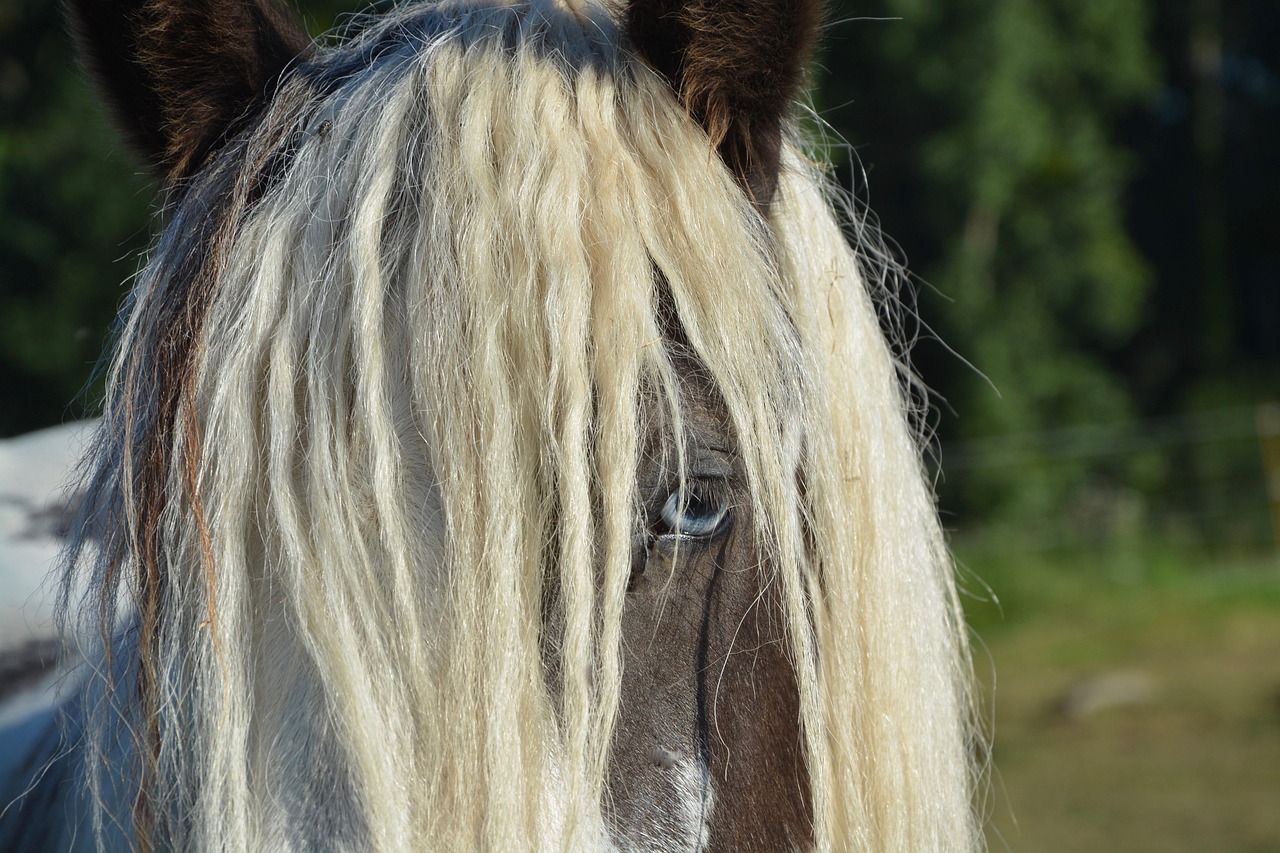 horse, nature, standard, irich-cob, horse riding, mane, dressage, equestrian, pre