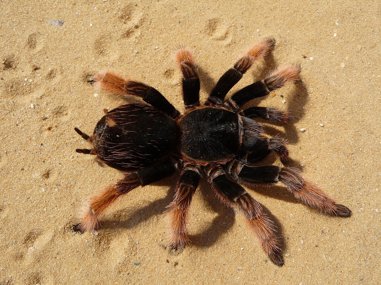 tarantula, brachypelma klaasi, brachypelma, red knee poisonous, mexican red knee poisonous, spider, arachnophobia, haired, gruesome, phobia, fear, tarantula, tarantula, tarantula, tarantula, tarantula