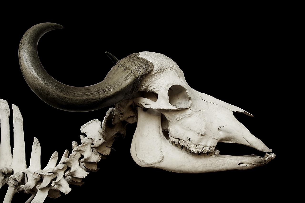 skeleton, skull, cattle, bones, horn, african buffalo, buffalo, syncerus caffer, skeleton, skeleton, skull, skull, skull, skull, skull, bones, buffalo