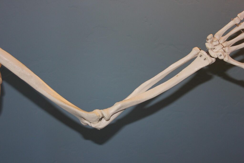 skeleton, elbow, anatomy, human, body, bone, joint, arthritis, blue body, blue human, elbow, elbow, elbow, elbow, elbow, arthritis, arthritis