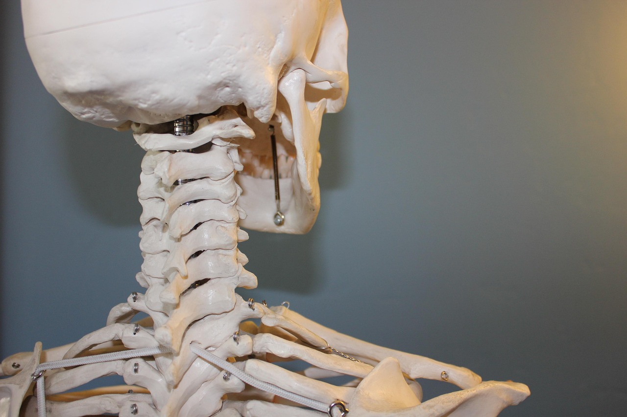 skull, vertebrae, anatomy, bone, body, human, medical, skeleton, head, face, vertebrae, anatomy, anatomy, anatomy, anatomy, anatomy, bone, bone, skeleton, skeleton, skeleton