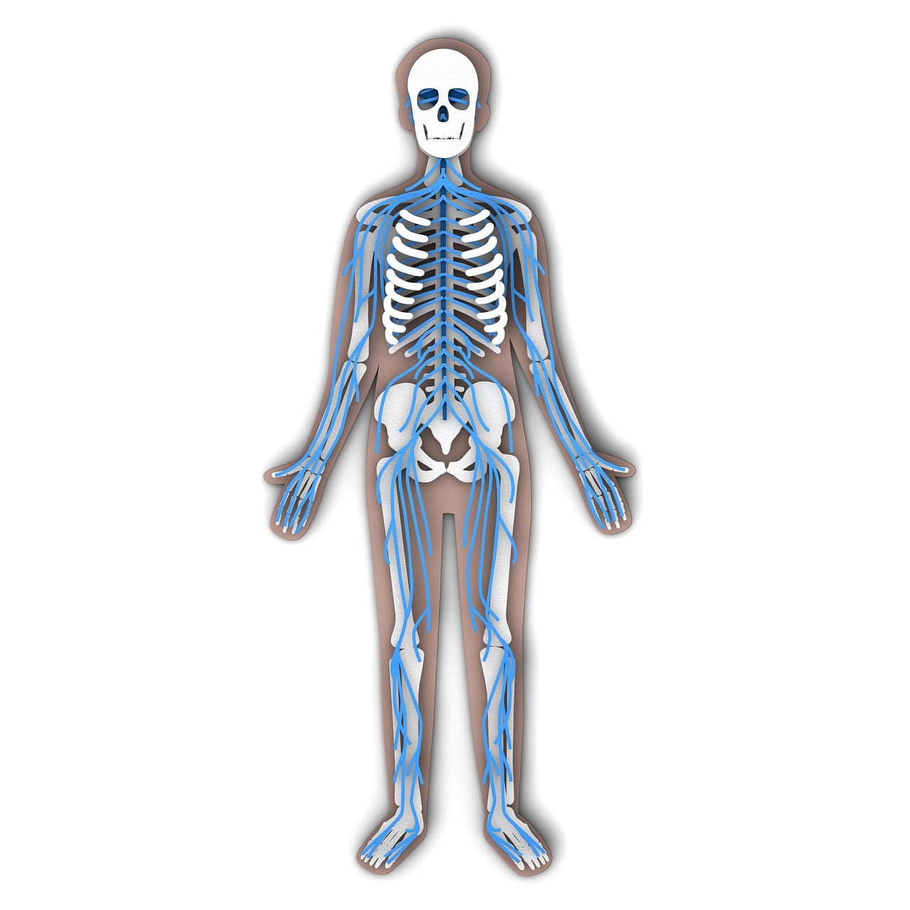anatomy, human, nerves, nervous, nerve, neuron, neurons, synapse