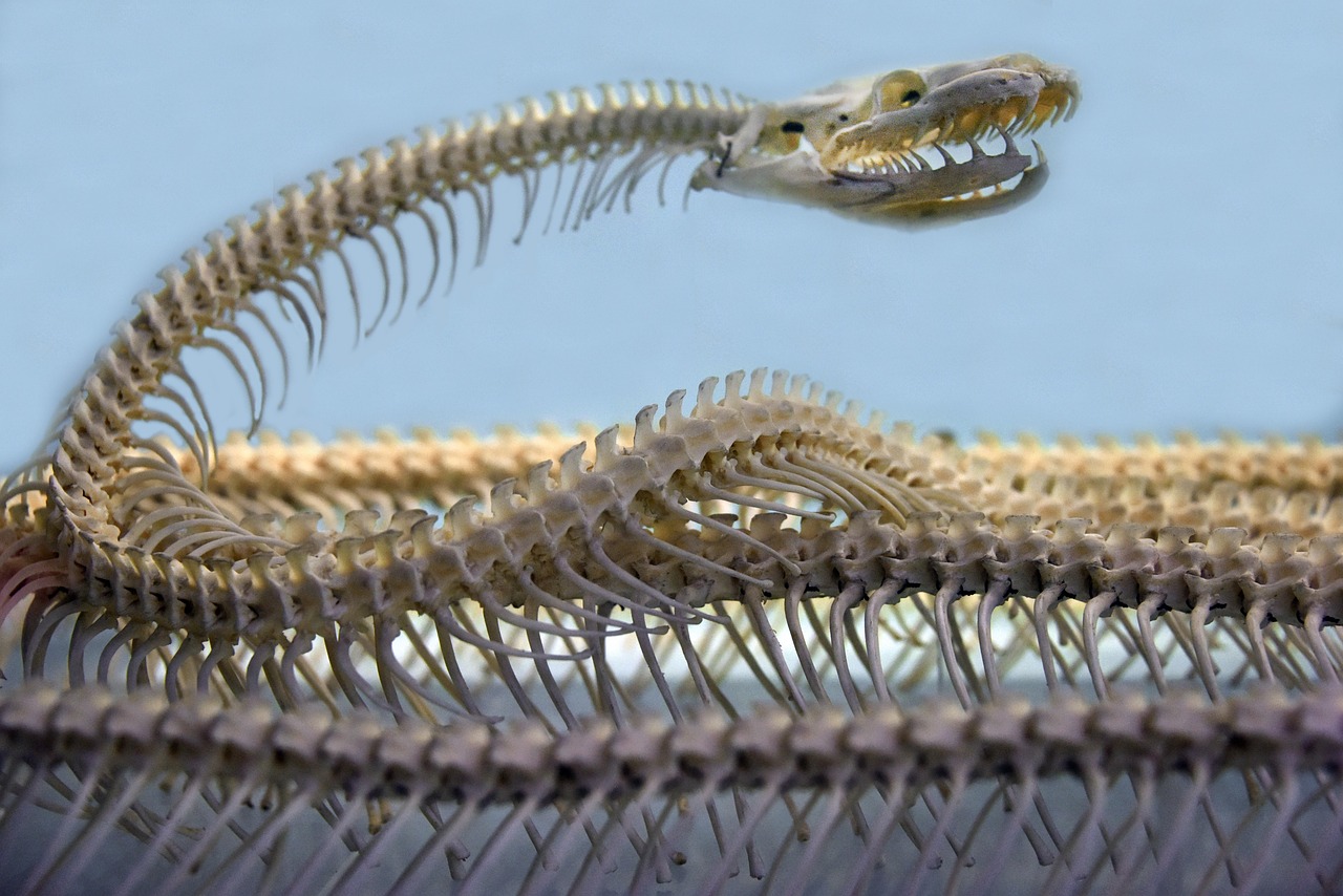 snake, skeleton, spine, museum, london, snake, snake, snake, snake, snake, spine