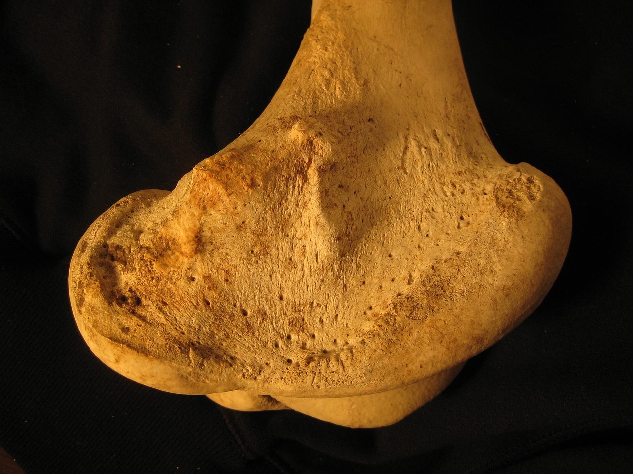 bone, femur, skeleton, anatomy, bovine, leg, bone, femur, femur, femur, femur, femur