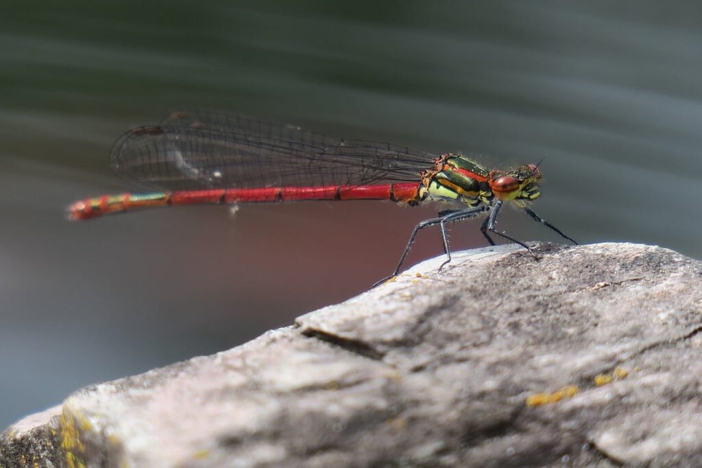 dragonfly, red, macro, close-up, detail, bark, color contrast, open wings, biology, nature, outdoors, ecosystem, natural beauty, wildlife, insect, micro world, natural environment, habitat, ecology