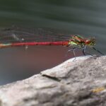 dragonfly, red, macro, close-up, detail, bark, color contrast, open wings, biology, nature, outdoors, ecosystem, natural beauty, wildlife, insect, micro world, natural environment, habitat, ecology