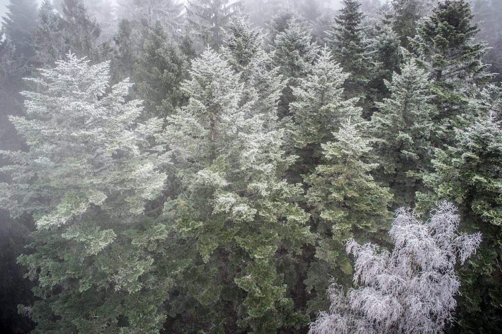 inversion, forest, nature, treetops, fog, trees