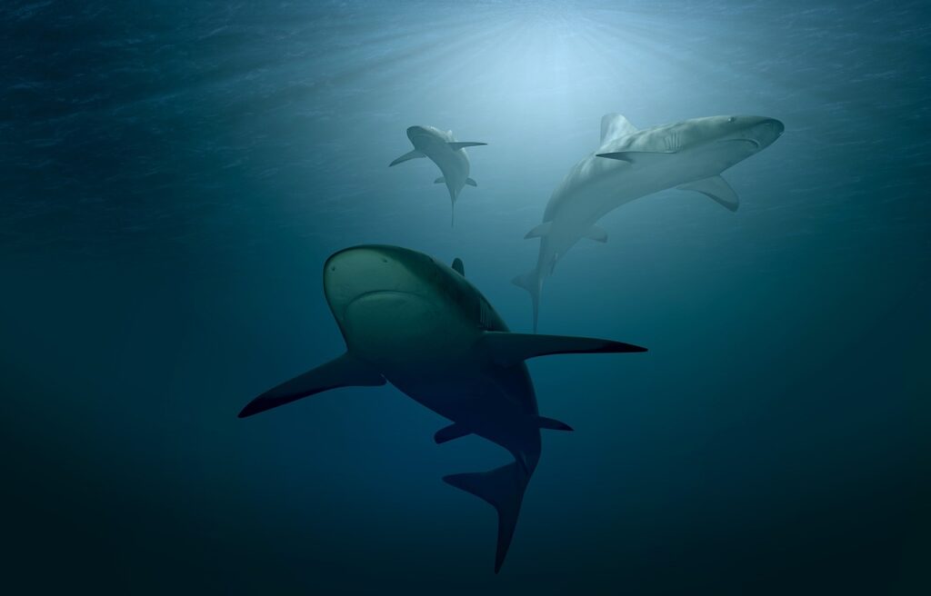 shark, nature, sea, ocean, water, underwater, incidence of light, dangerous, sea creatures, 3d, dive, fishes, under water creatures, marine life, ogre
