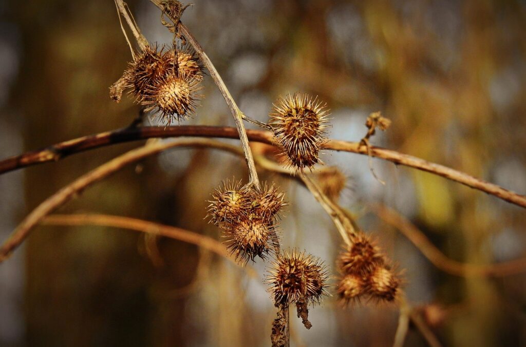 seed heads, dried, prickly, twig, shrub, stem, winter, created 31-01-21