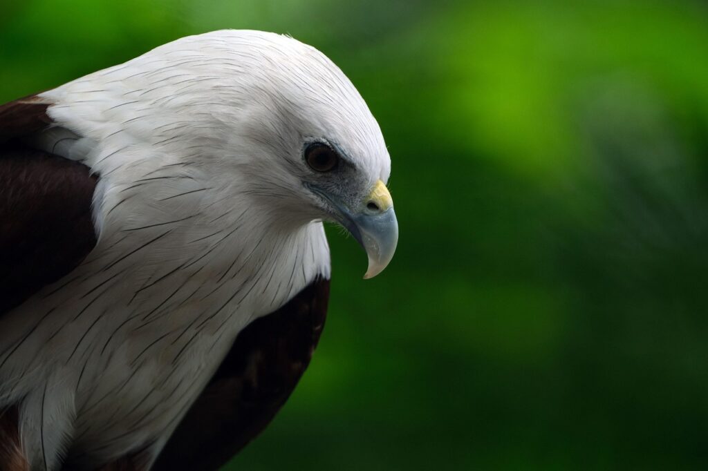 bird, brahminy kite, wildlife, fauna, nature, haliastur indus