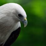 bird, brahminy kite, wildlife, fauna, nature, haliastur indus