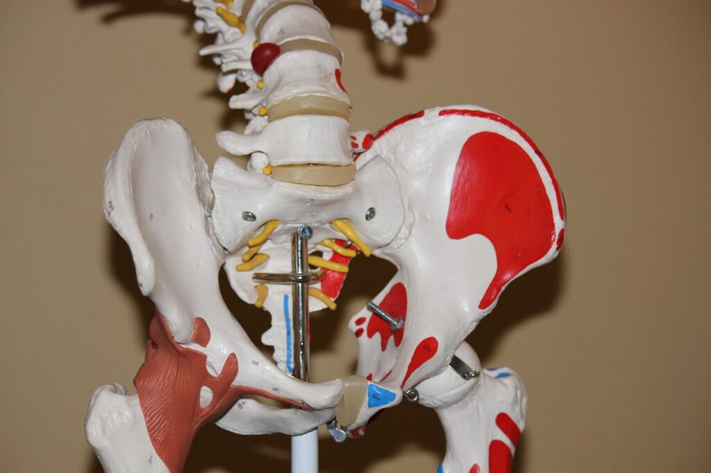 hip, anatomy, body, joint, anatomical, skeleton, bone, human, health, medical, arthritis, skeletal, brown health, brown medical, brown body, brown human, hip, hip, hip, anatomy, anatomy, joint, joint, arthritis, arthritis, arthritis, arthritis, arthritis