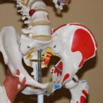 hip, anatomy, body, joint, anatomical, skeleton, bone, human, health, medical, arthritis, skeletal, brown health, brown medical, brown body, brown human, hip, hip, hip, anatomy, anatomy, joint, joint, arthritis, arthritis, arthritis, arthritis, arthritis