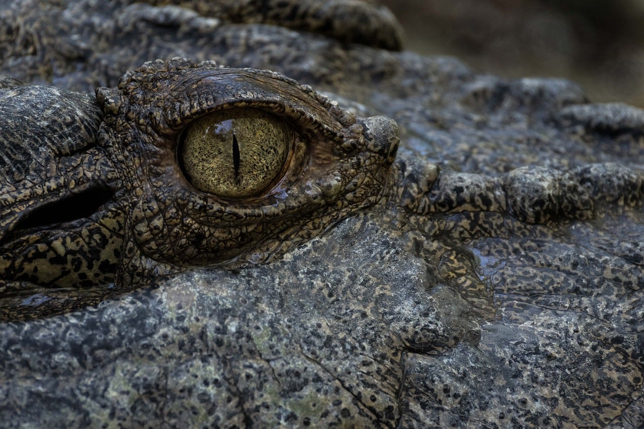 crocodile eye, nature, predator, australia, dangerous, danger, estuarine crocodile, underexposed, reptile, eye, wilderness, wildlife, terrarium, leathery, detail, zoo, natural, scaly