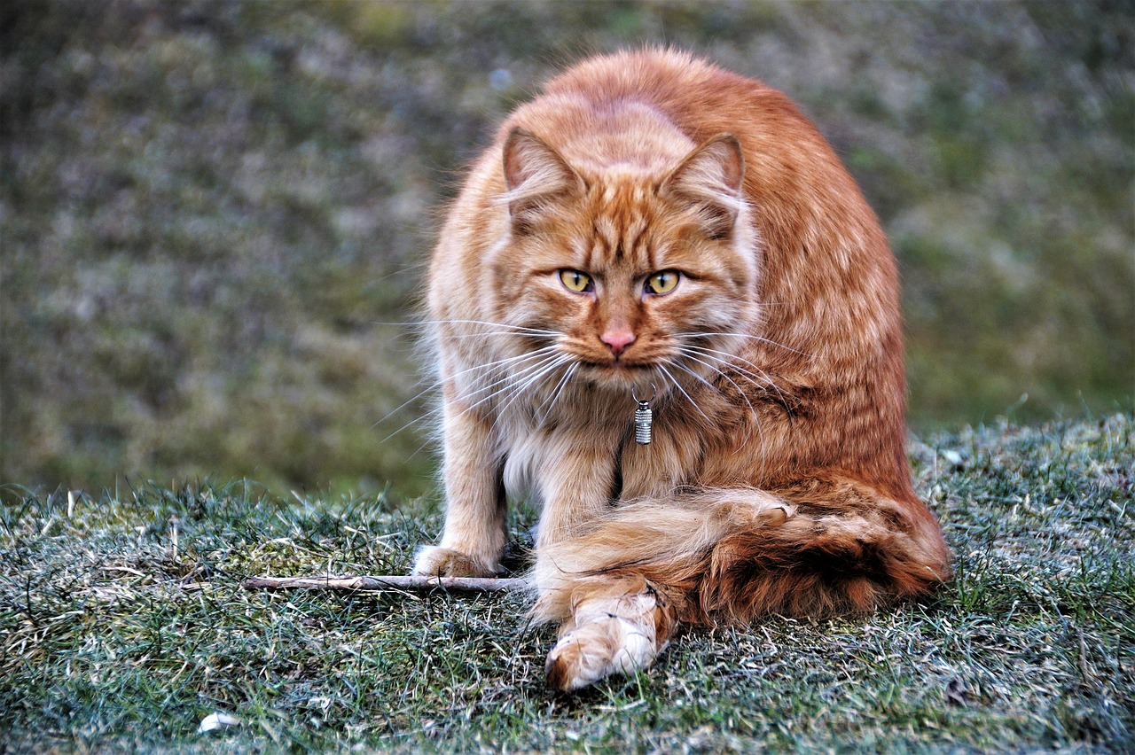 cat, ginger, lurking, it's not my, view, piercing, expression, curious, biased, pet, fierce, eyes, yellow, animal, significant, what