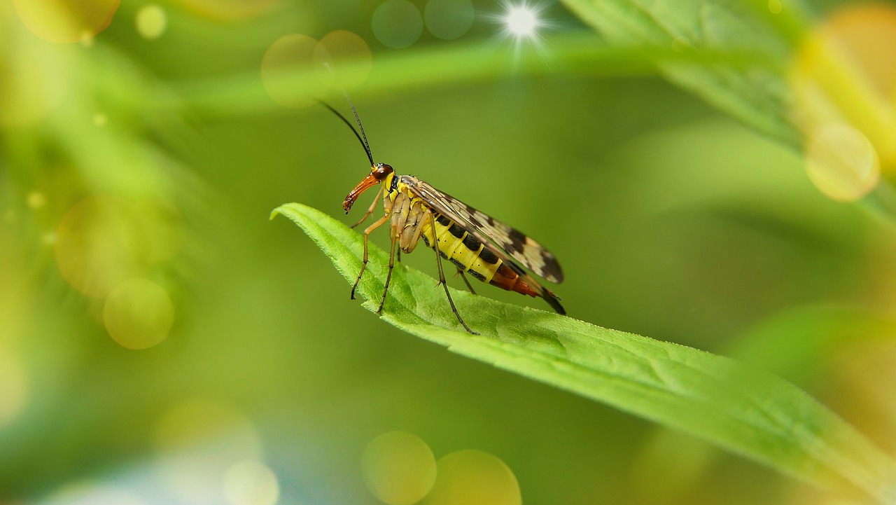 scorpionica total, insect, panorpidae, nature, invertebrates, arthropods, leaf, biology