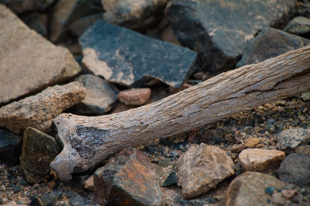 bone, skeleton, femur, anatomy, human, osteoporosis, bones, anatomical, medical, medicine, skeletal, body, museum, tomb, bury, dead, skull