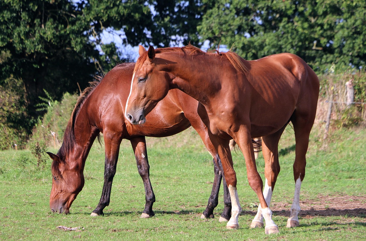 horse, horse riding, nature, brown, standard, pastures, stable, farm, field, prairie, beauty, horse, horse, horse, horse, horse