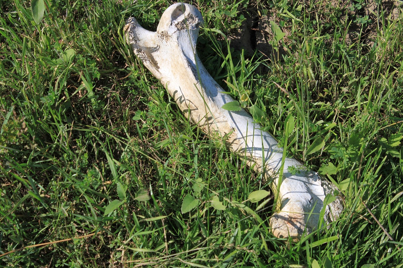 bones, dead, forest, grass, old, woods, animals, objects