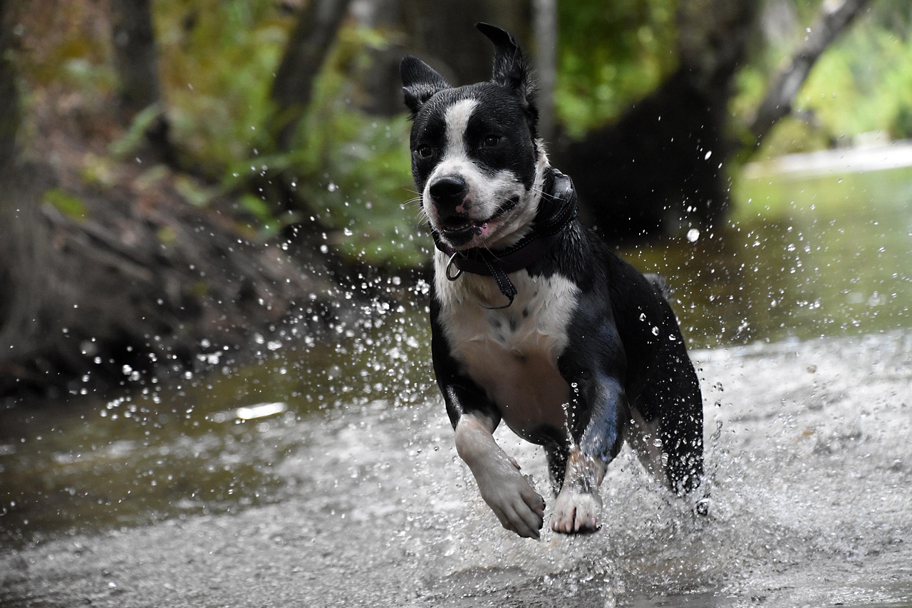 dog, happy, pet, animal, nature, outdoor, summer, water, running, jumping, creek